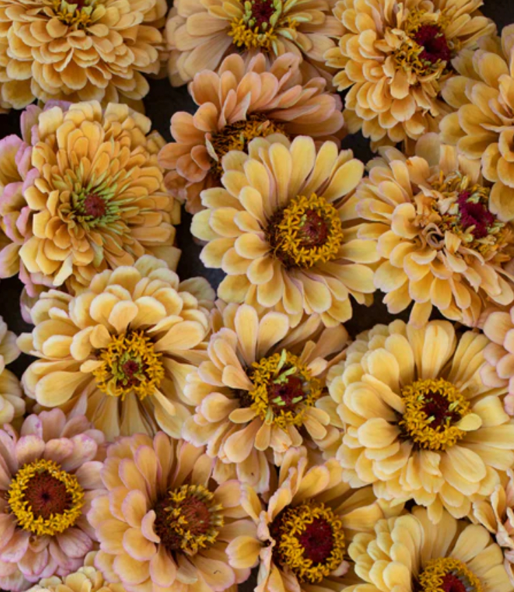 Zinnia