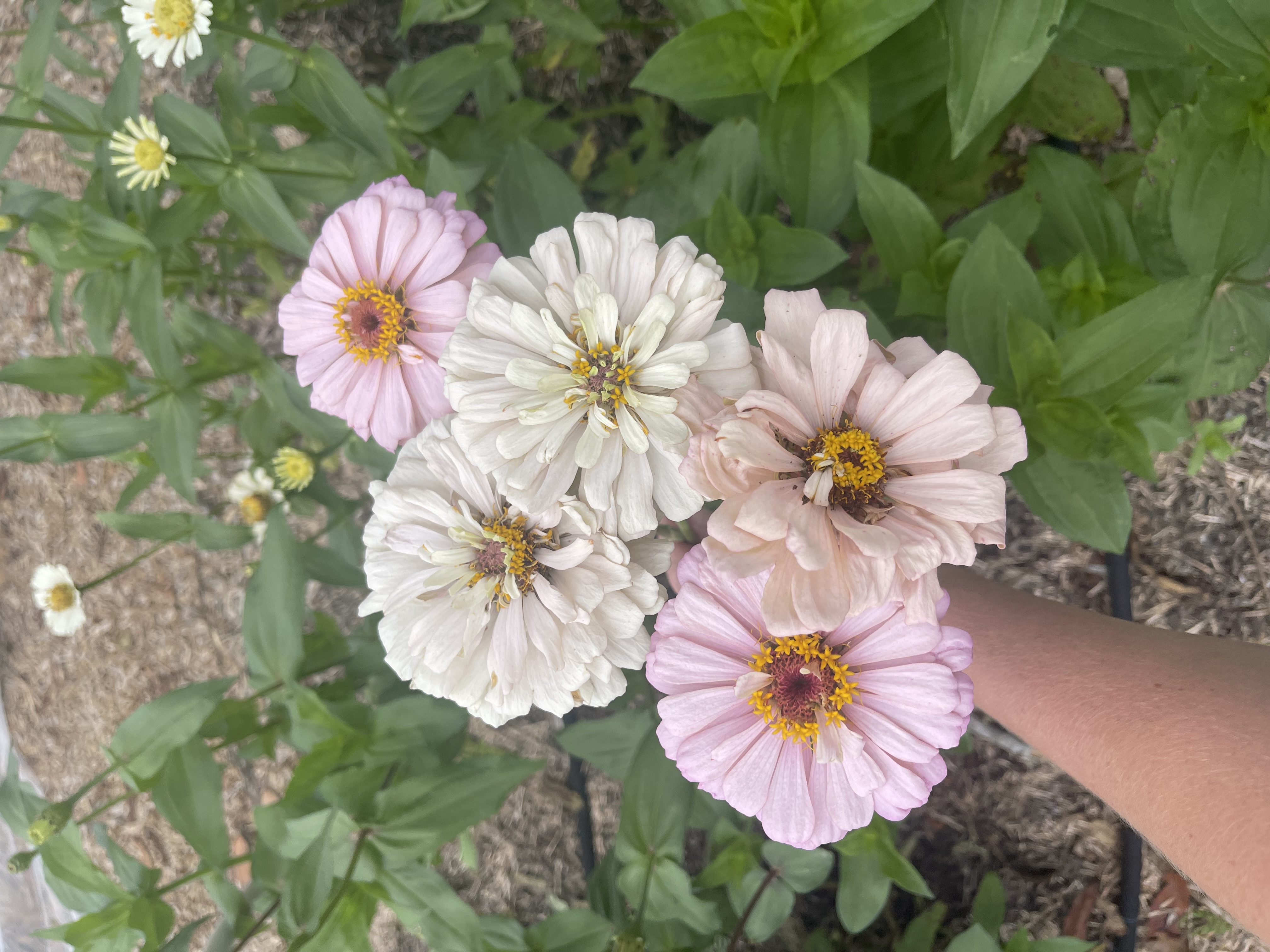 Zinnia