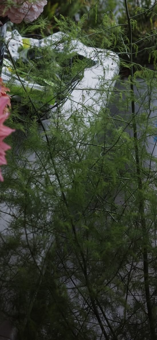 Asparagus Foliage