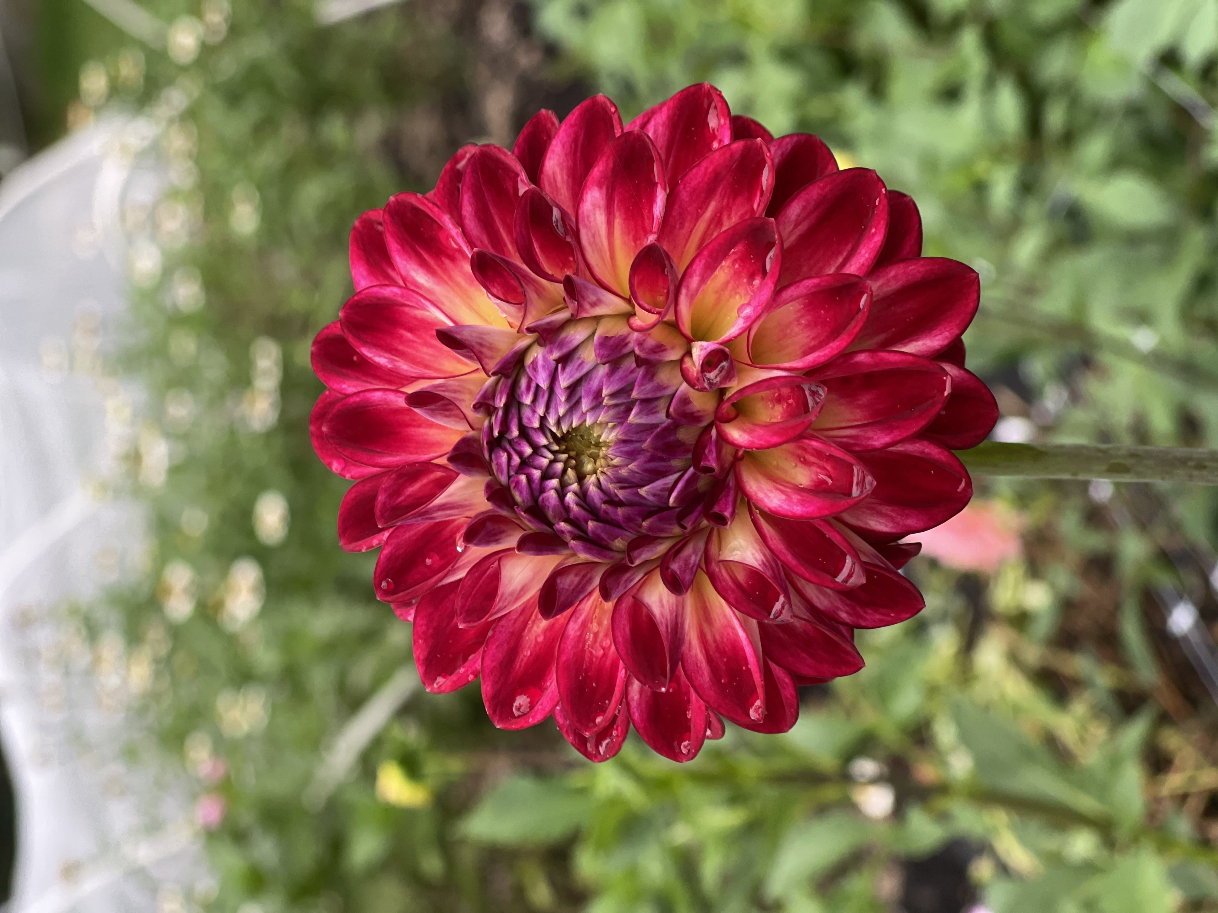 Dahlia