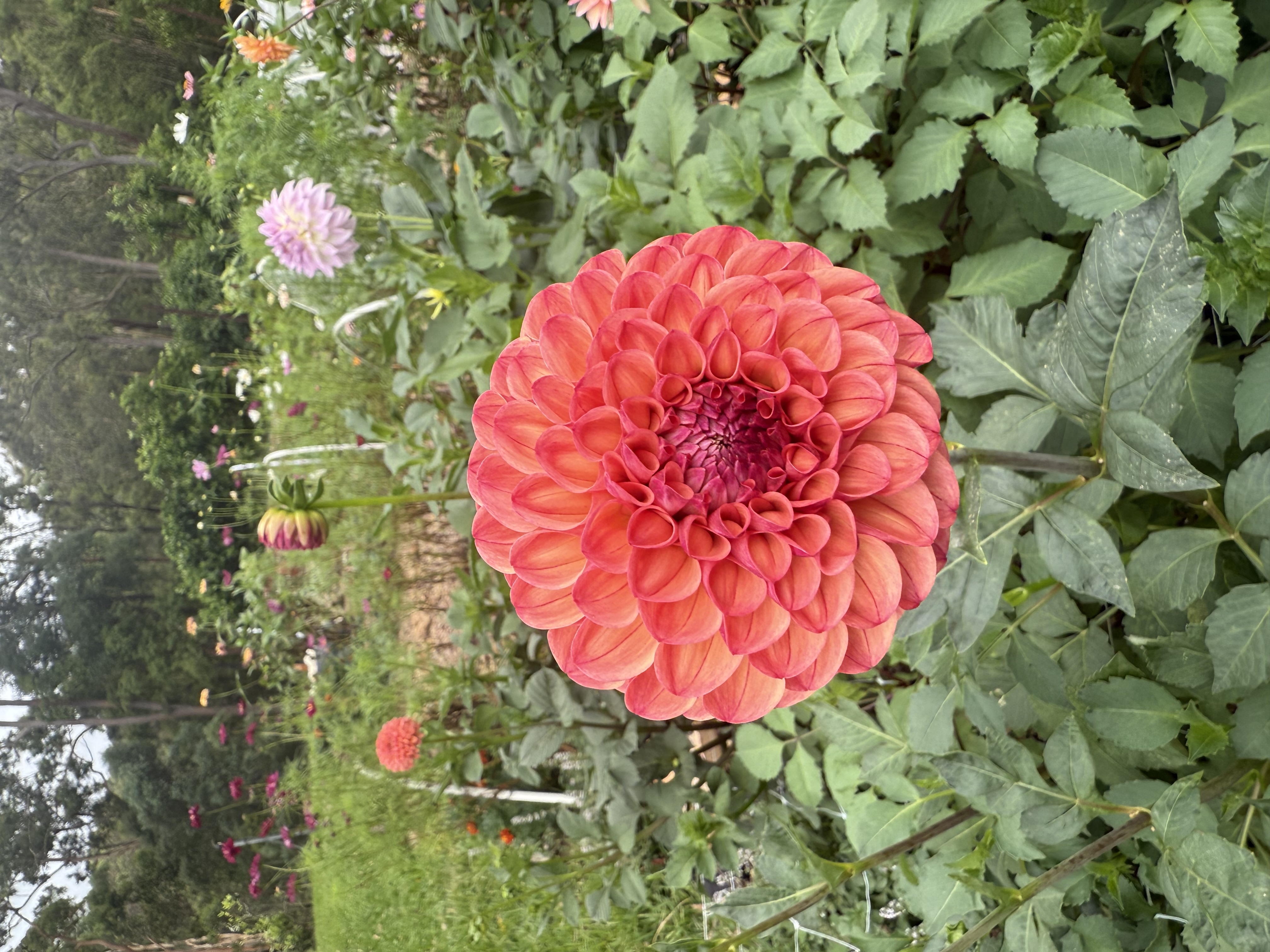 Dahlia