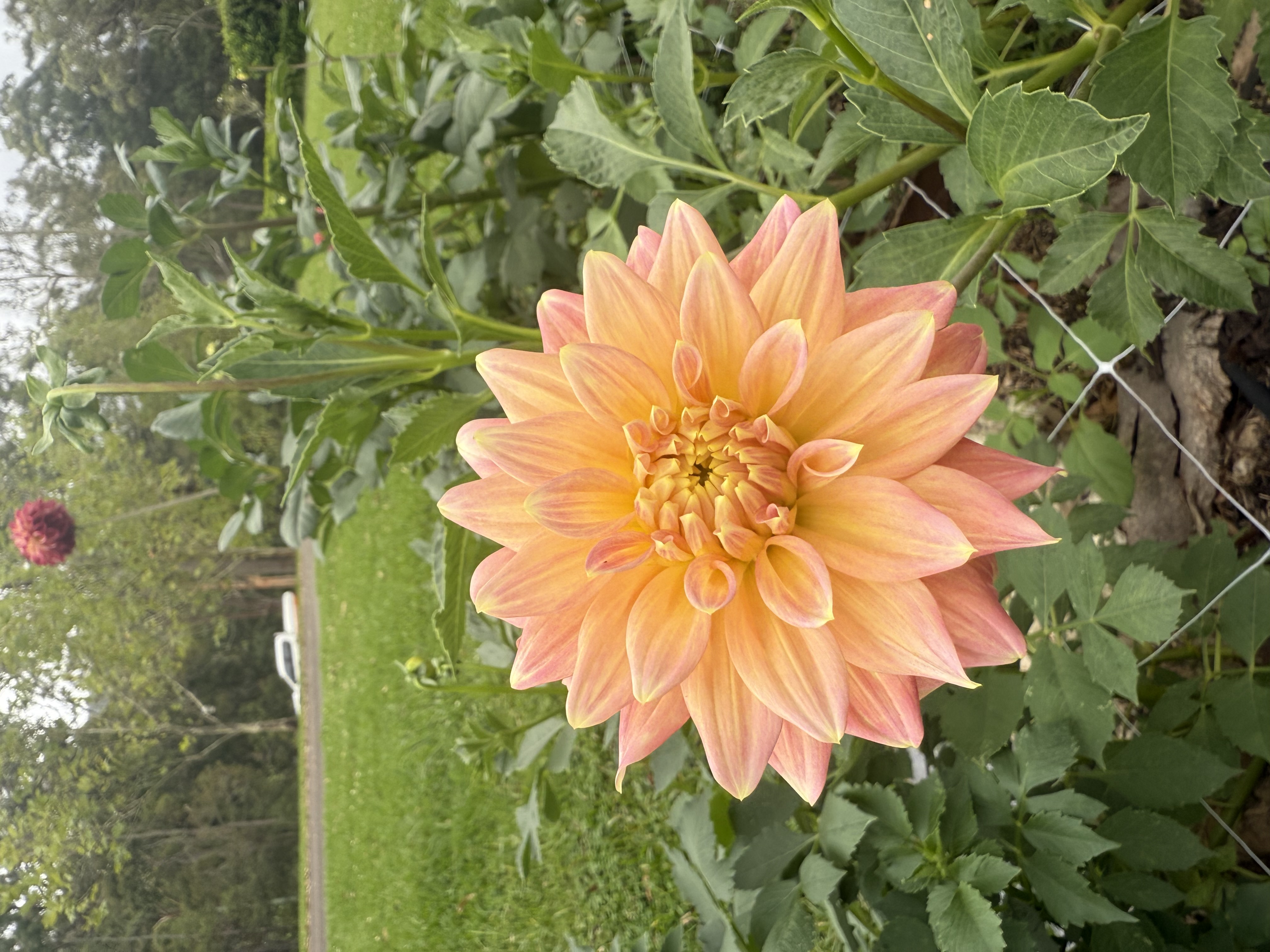 Dahlia