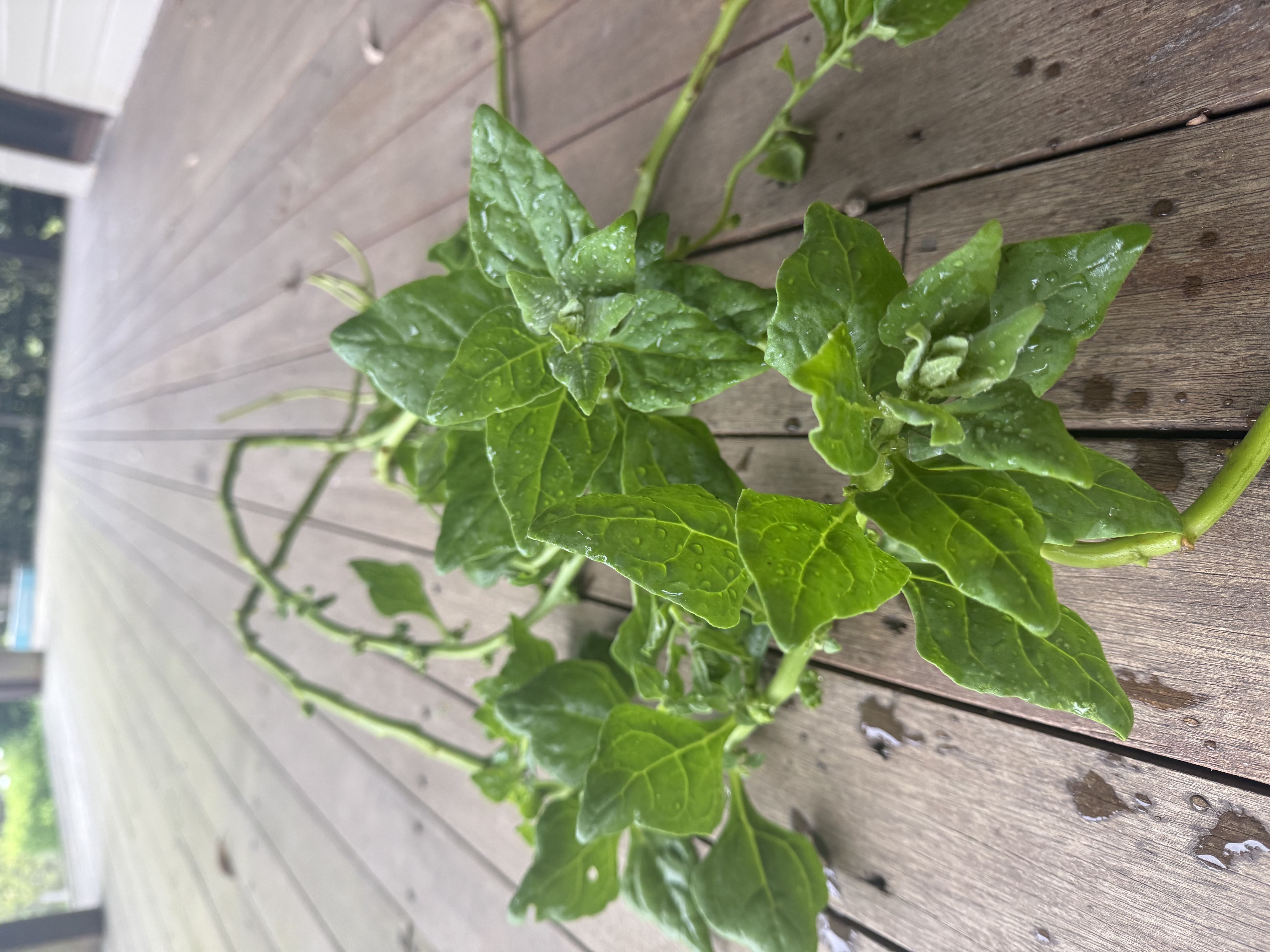 Warrigal Greens