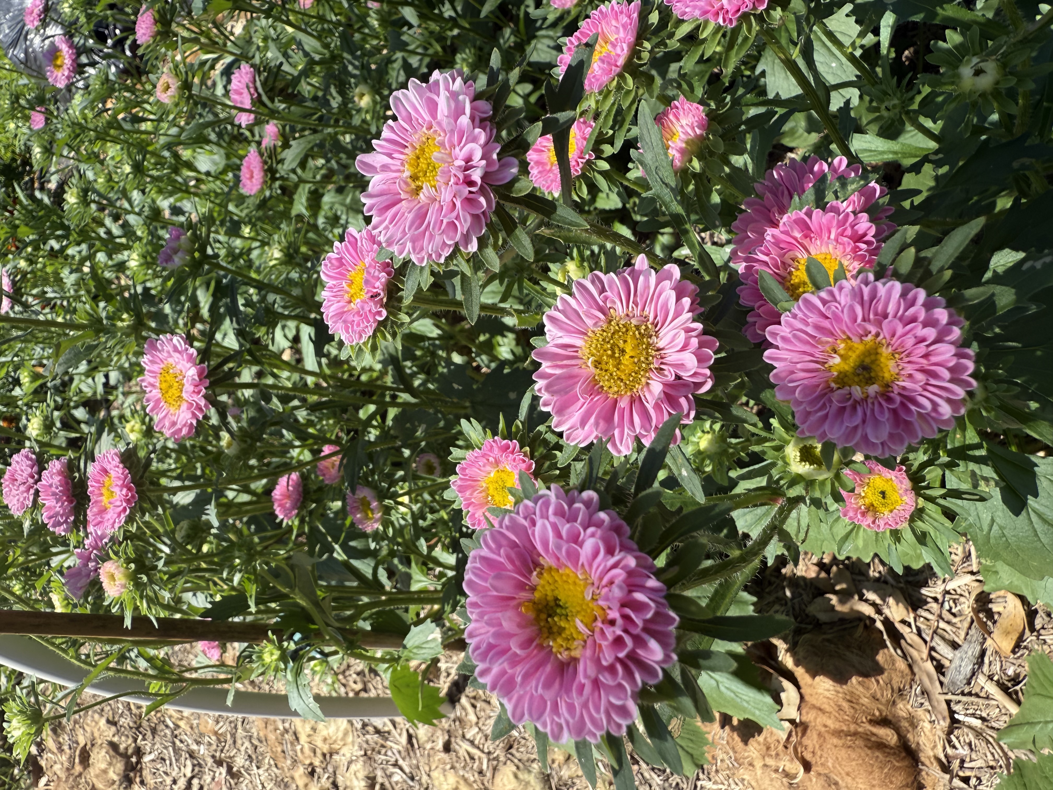 Aster