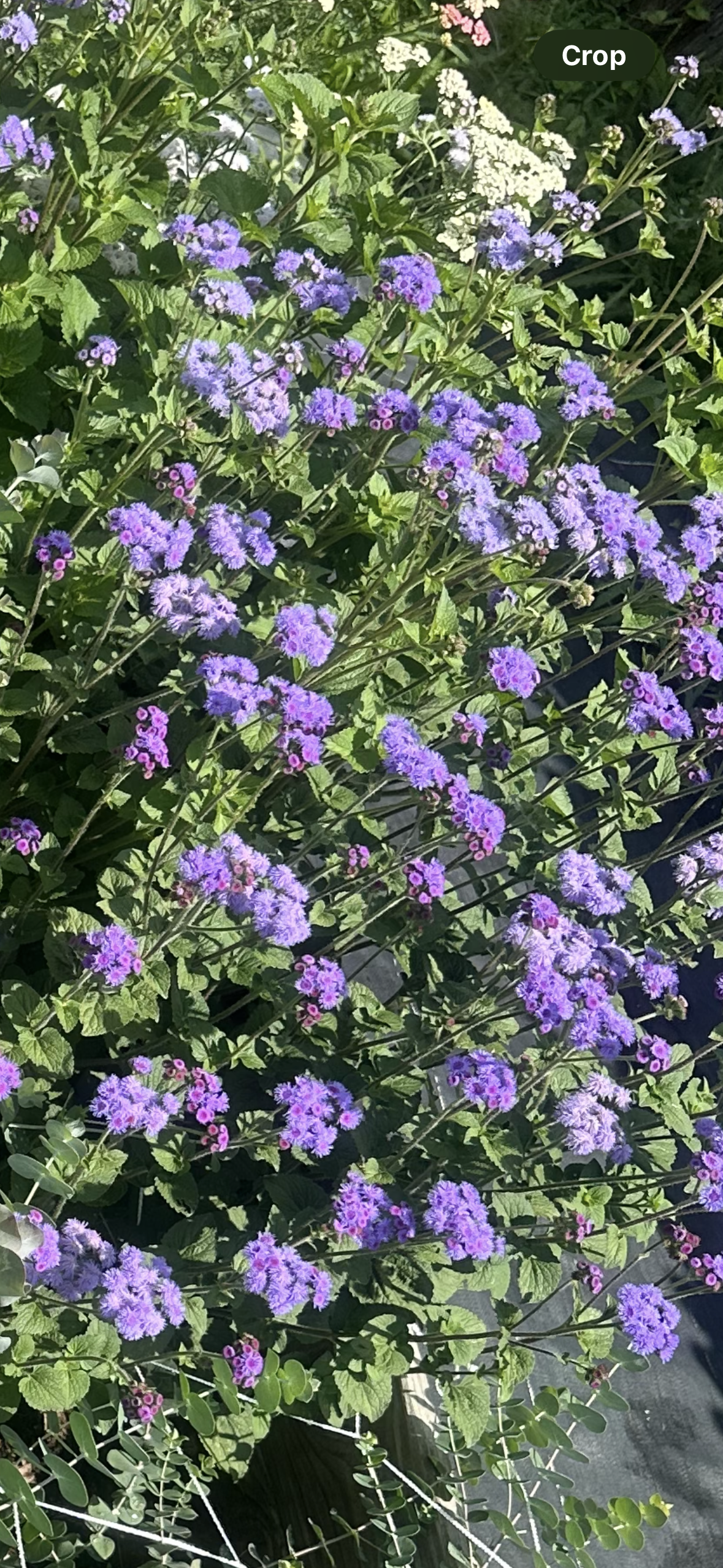 Ageratum - Ageratum houstonian