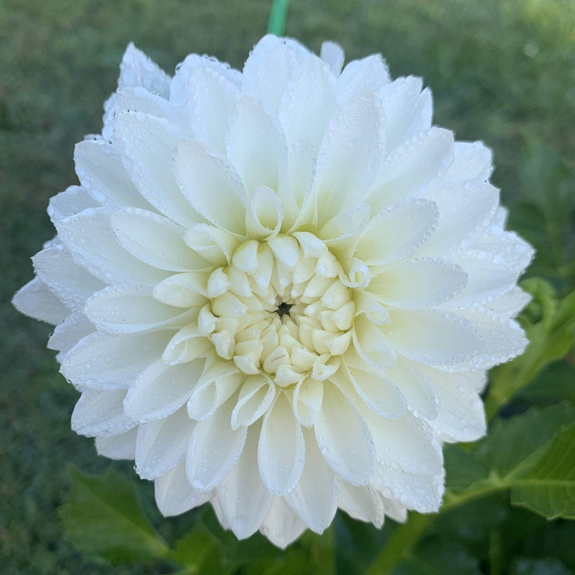 Dahlia