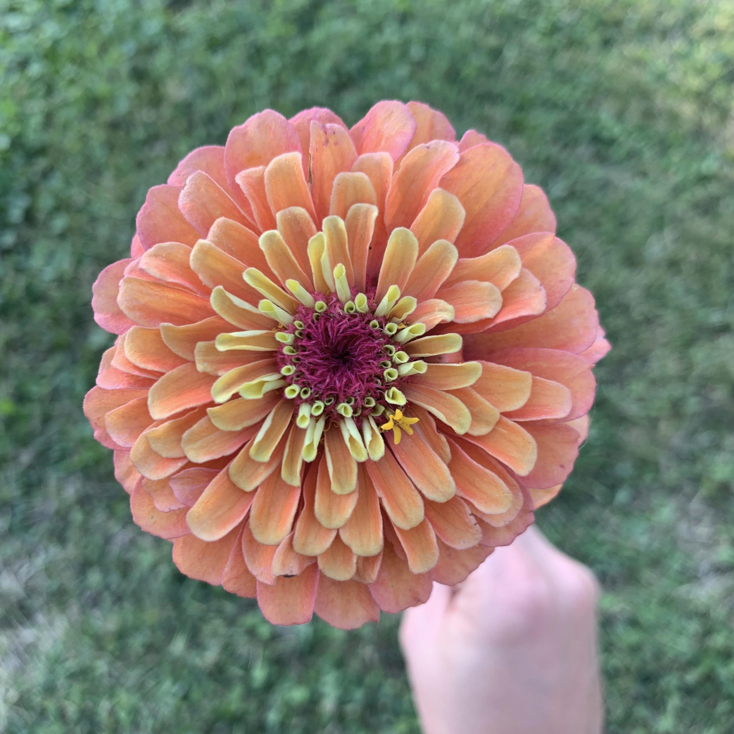 Zinnia