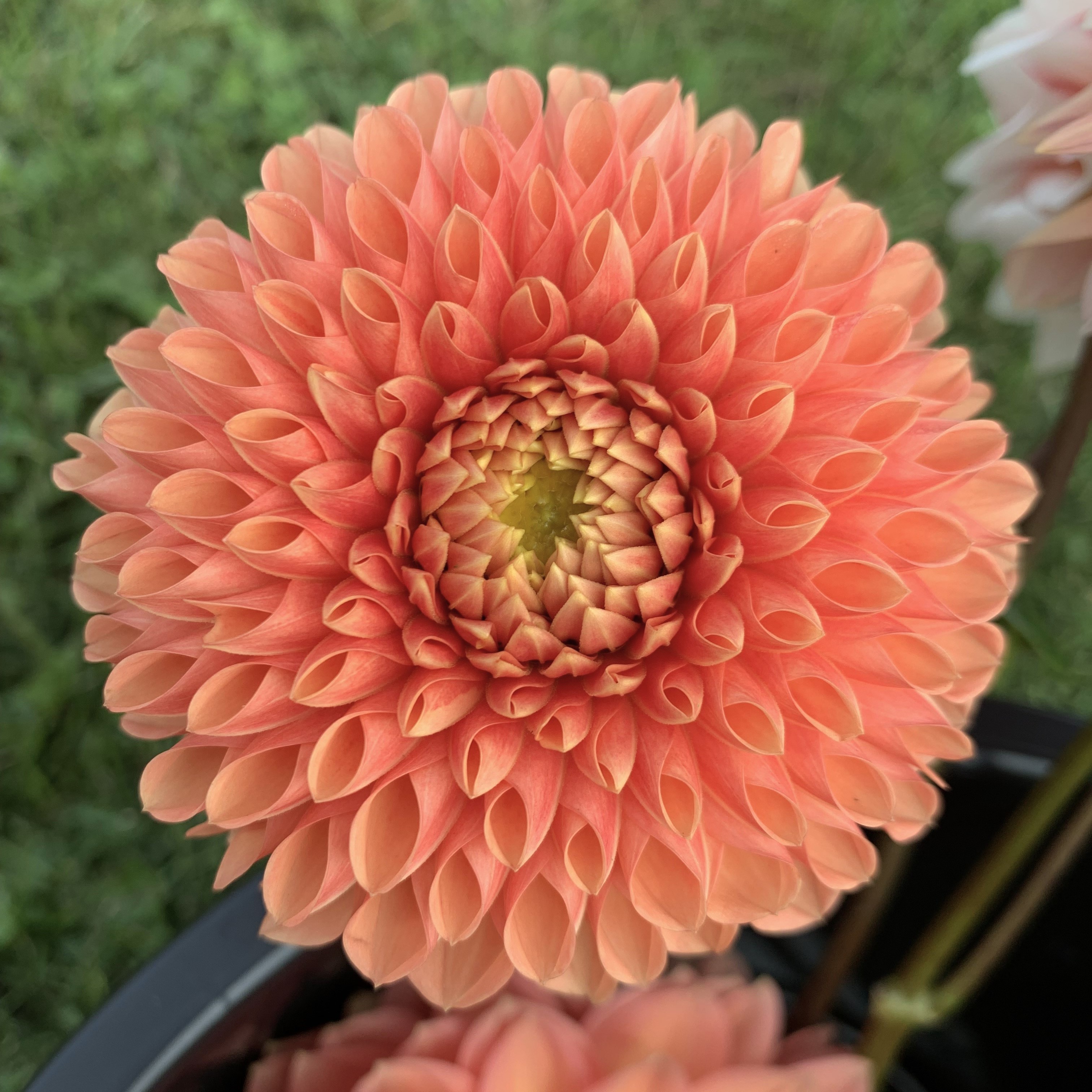 Dahlia