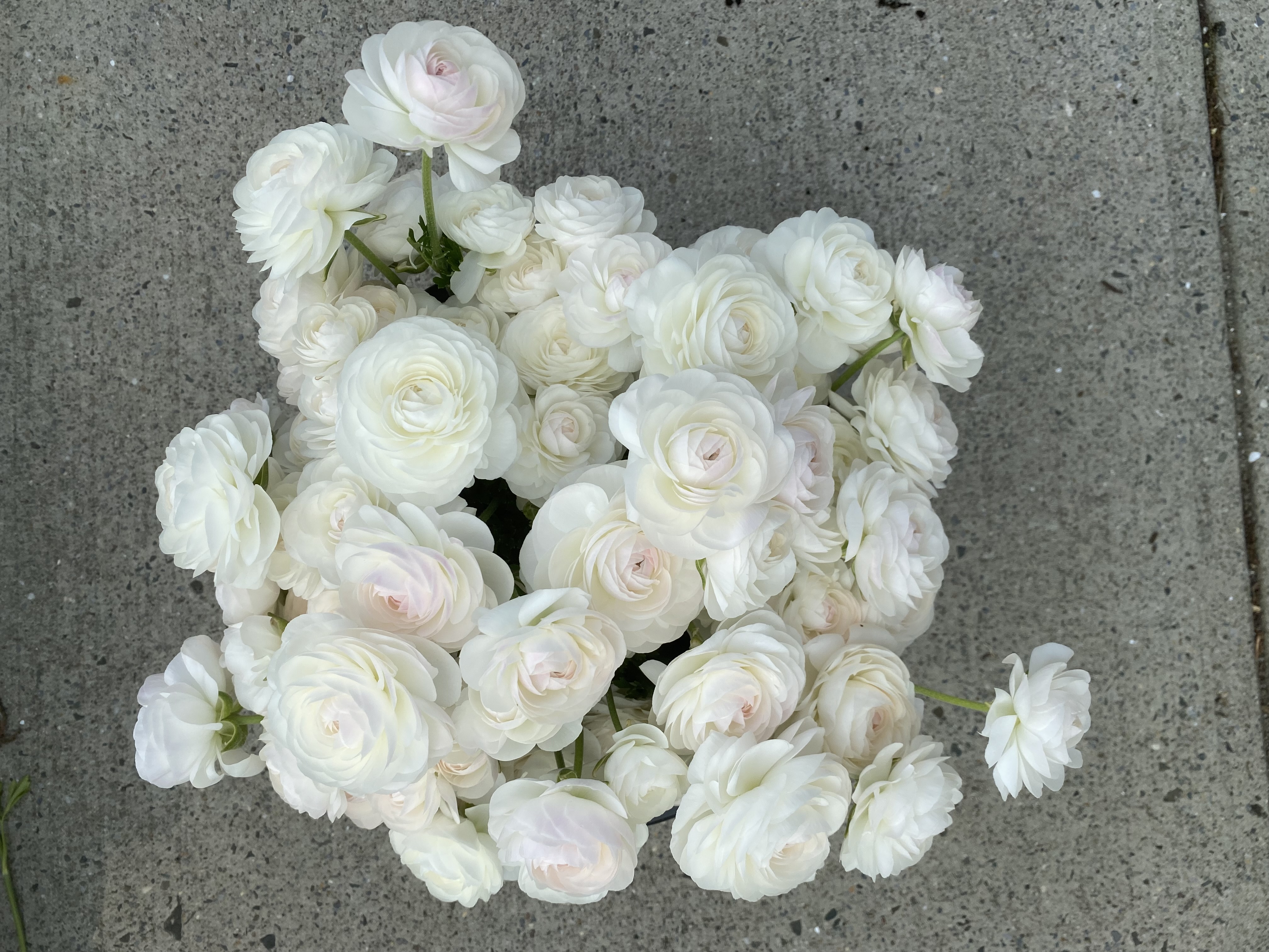 Ranunculus 