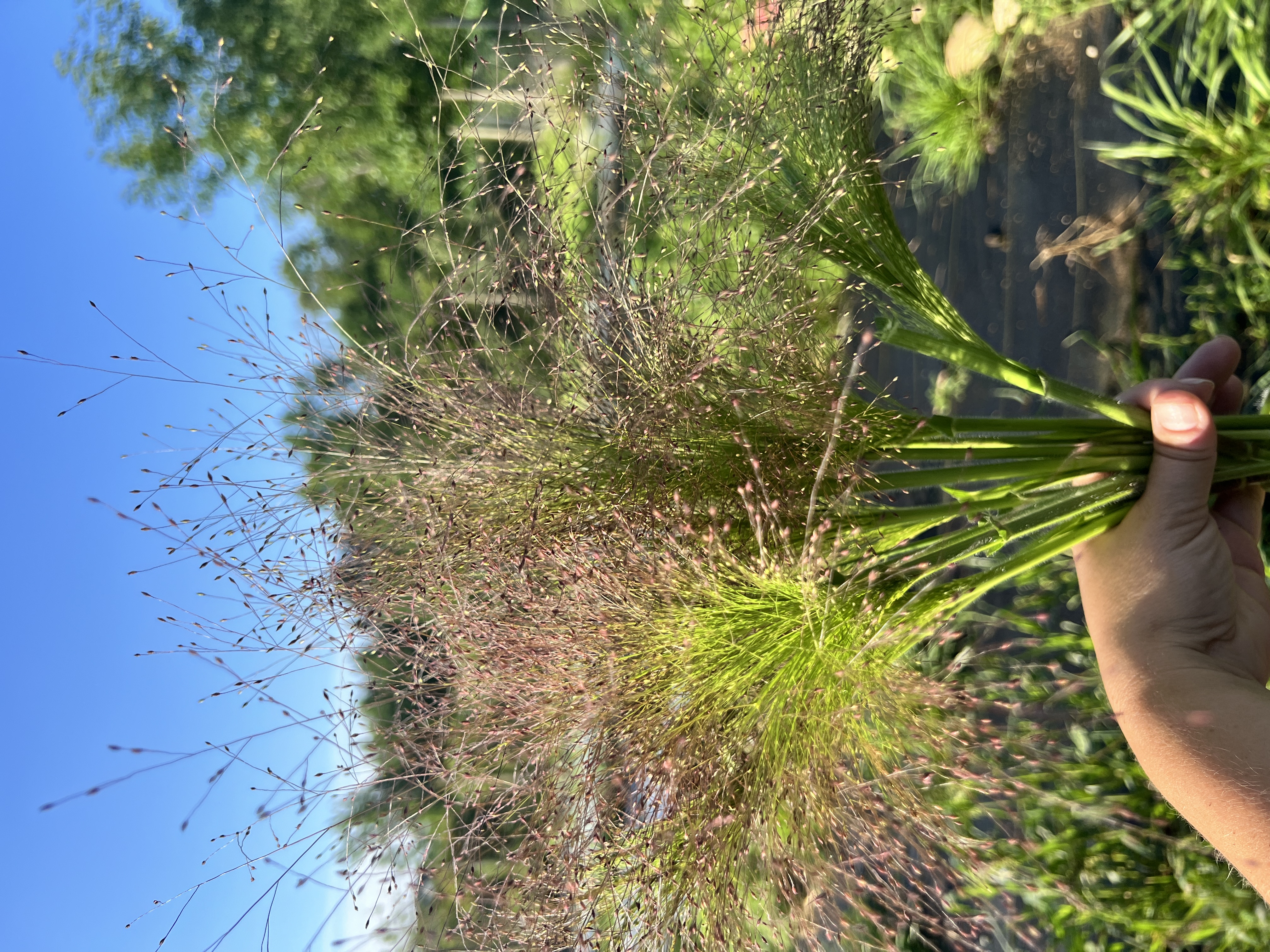 Ornamental Grass