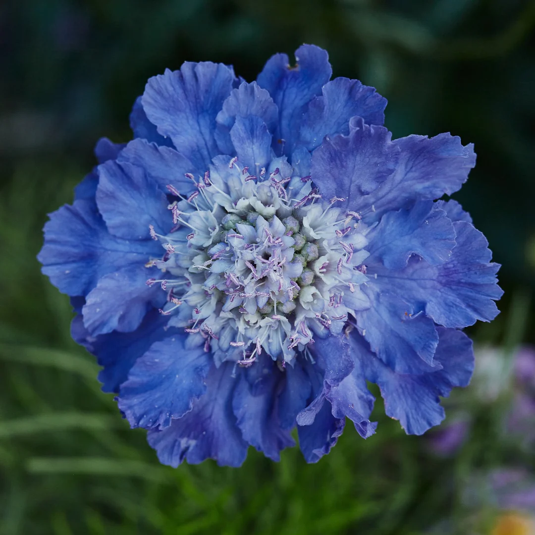 Scabiosa