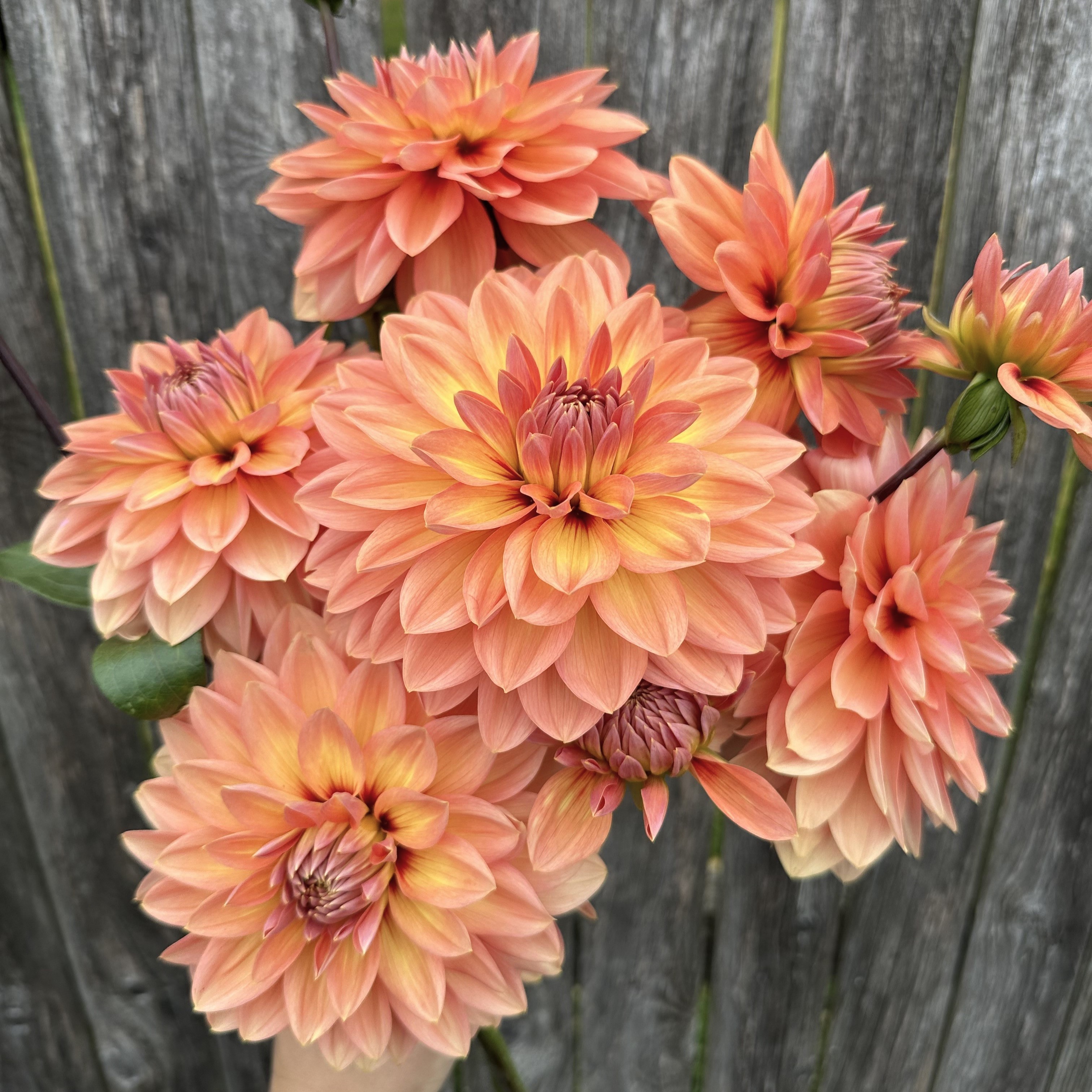 Dahlia
