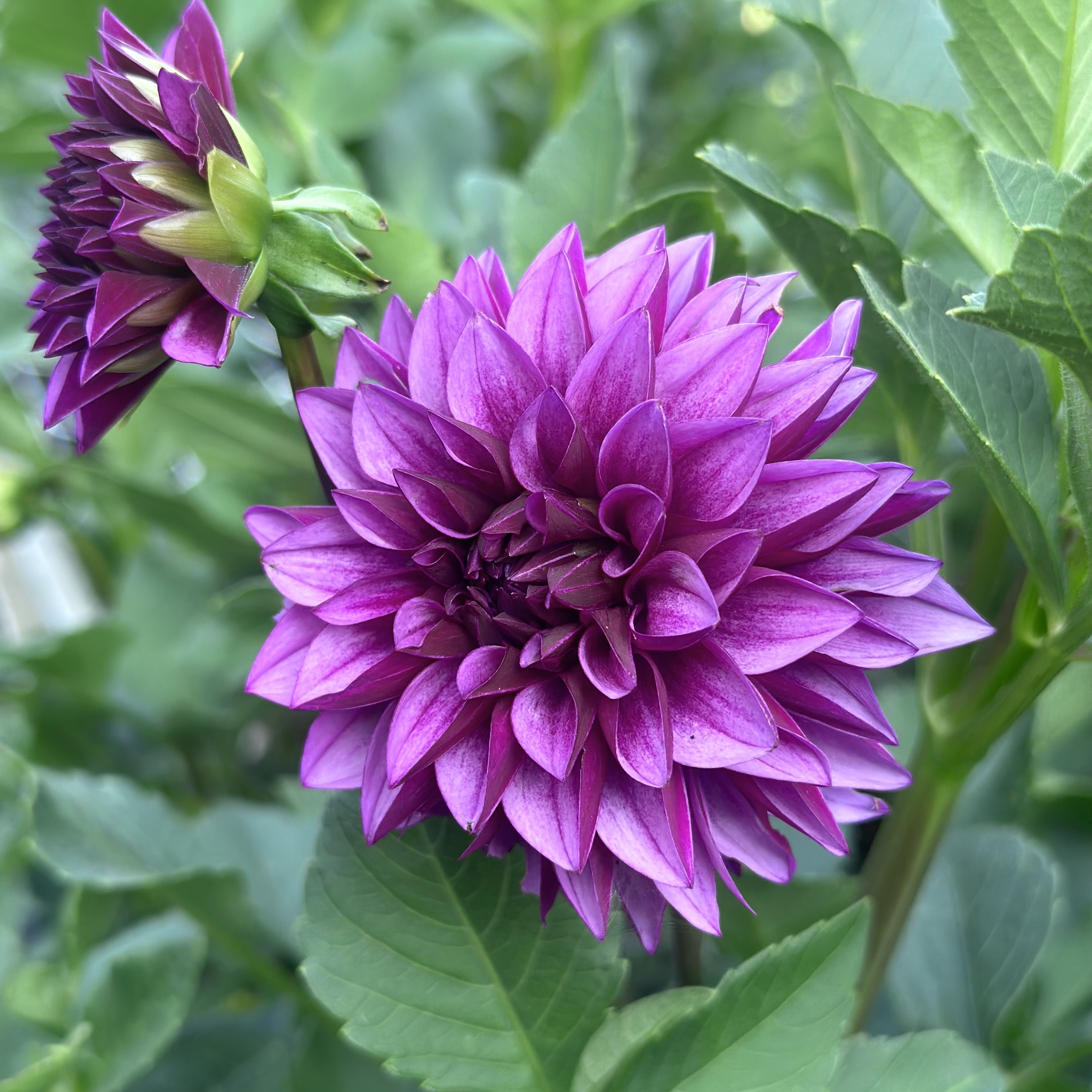 Dahlia