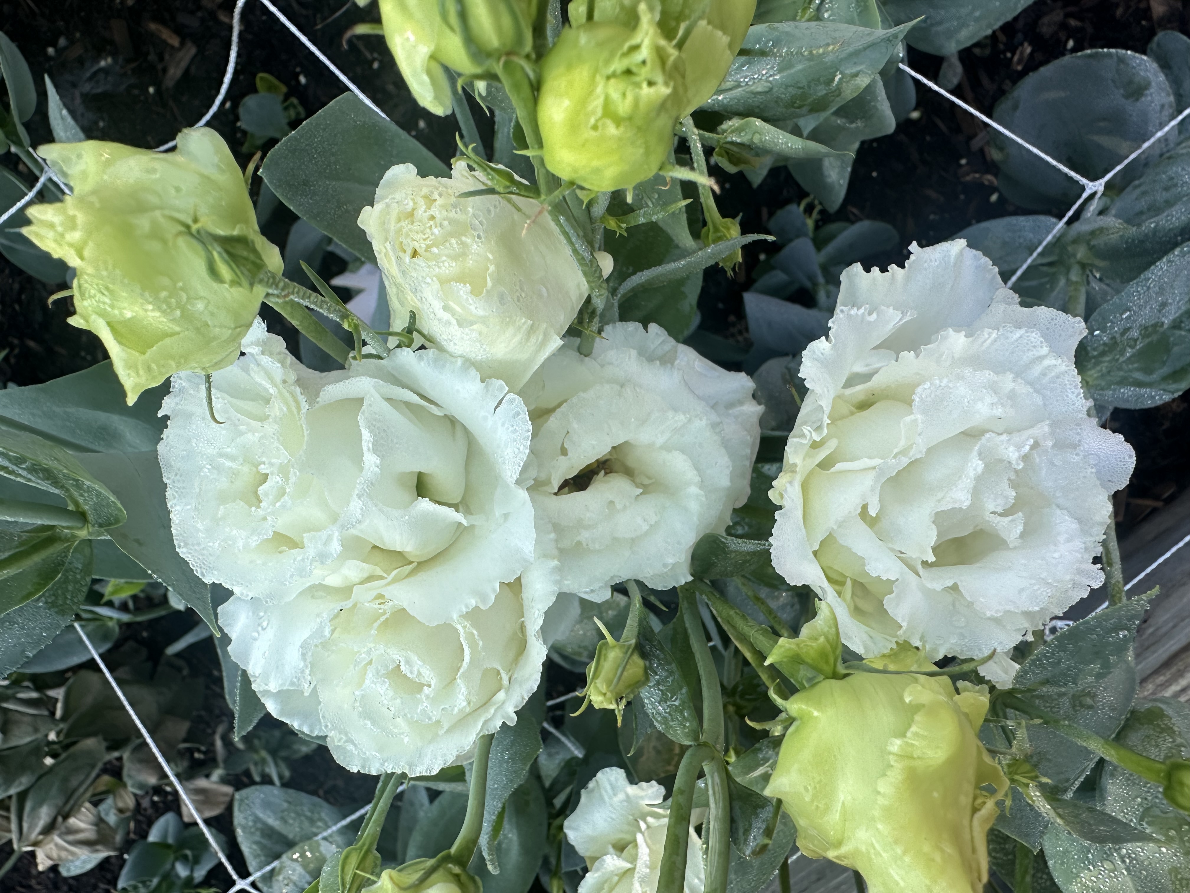 Lisianthus