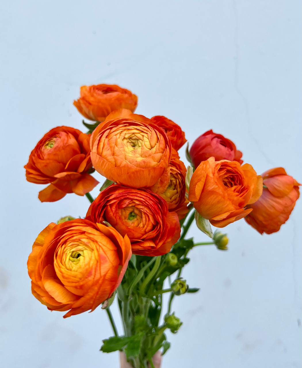 Ranunculus