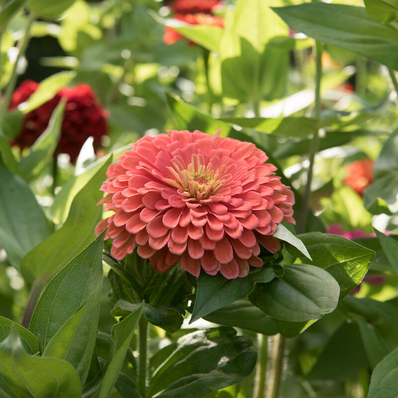 Zinnia