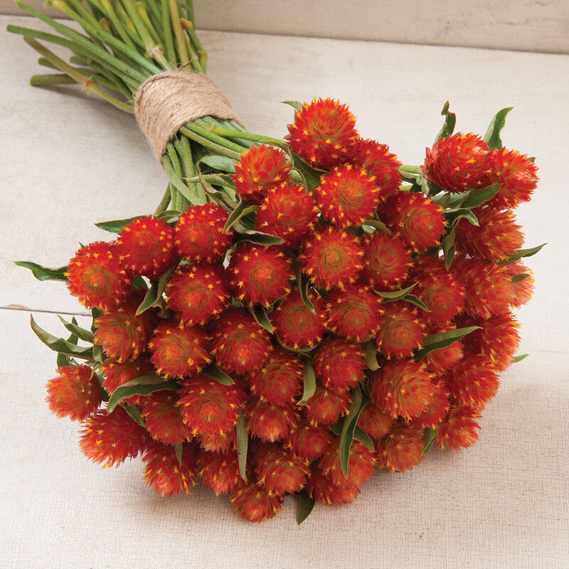 Gomphrena