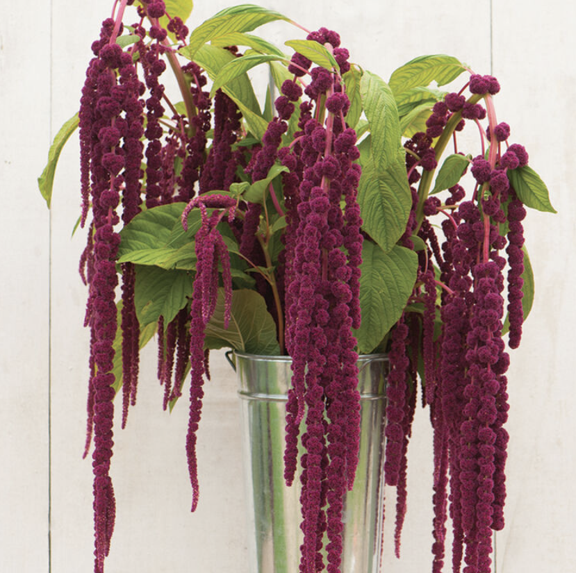Amaranth