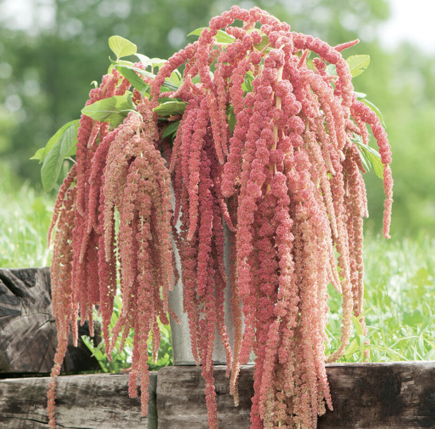 Amaranth