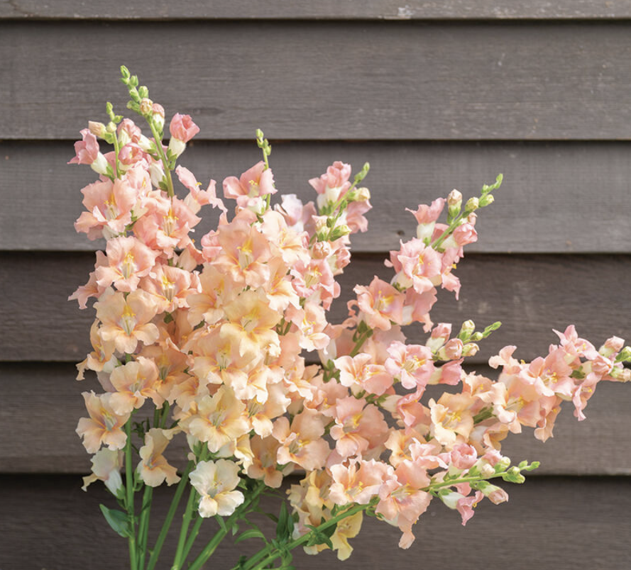 Snapdragon