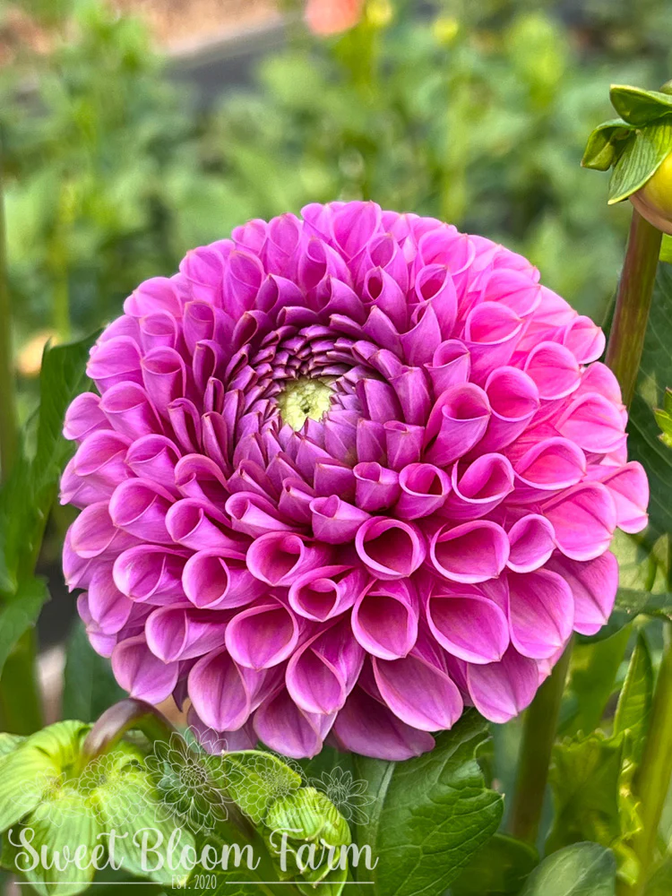 Dahlia Isabel