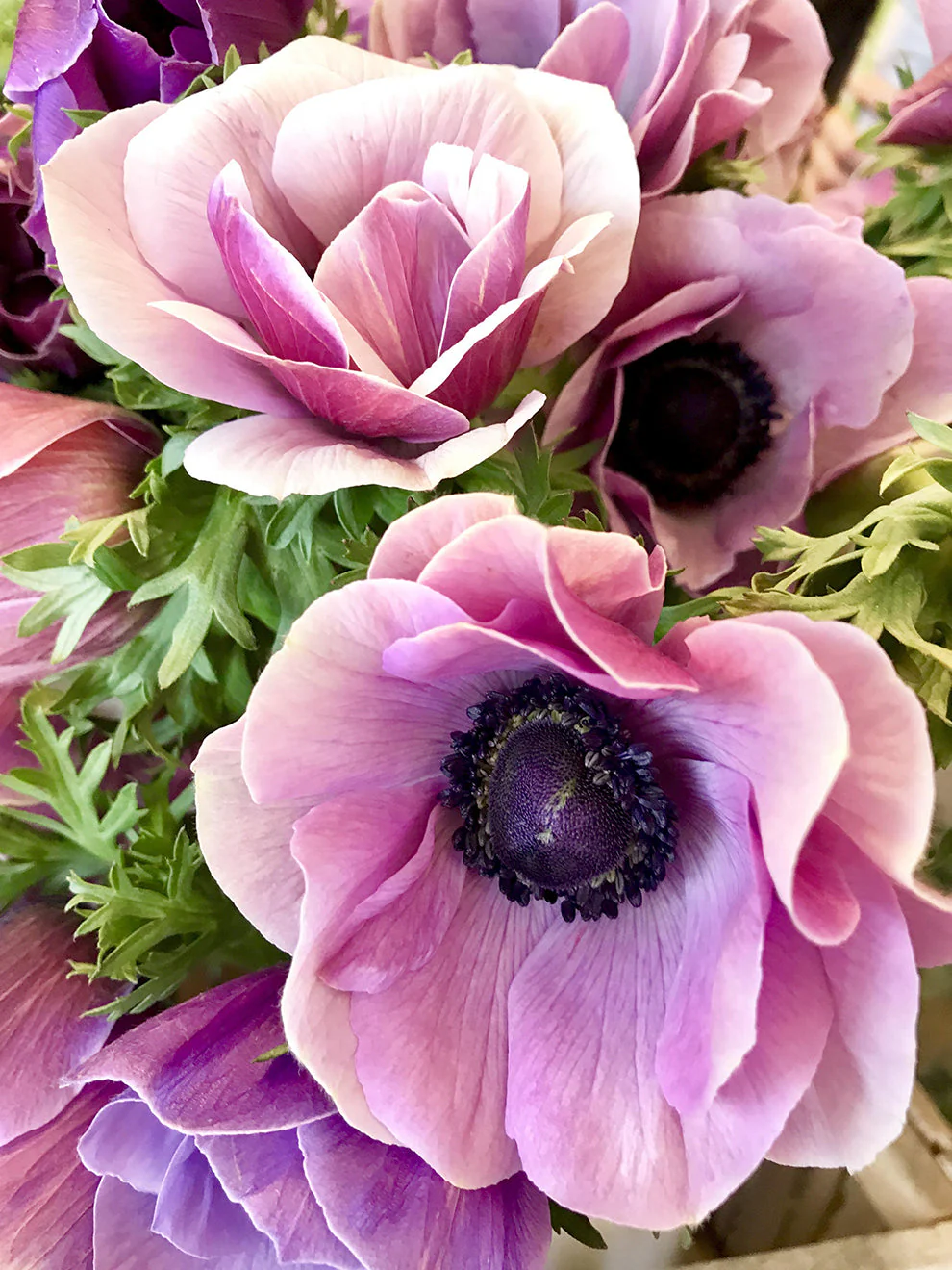Anemone