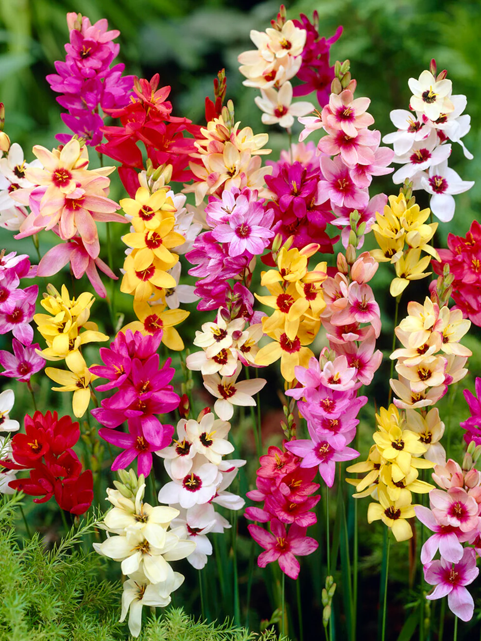 Ixia