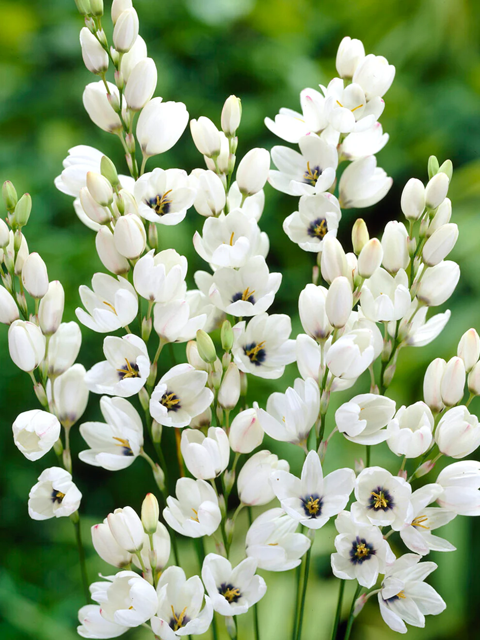 Ixia
