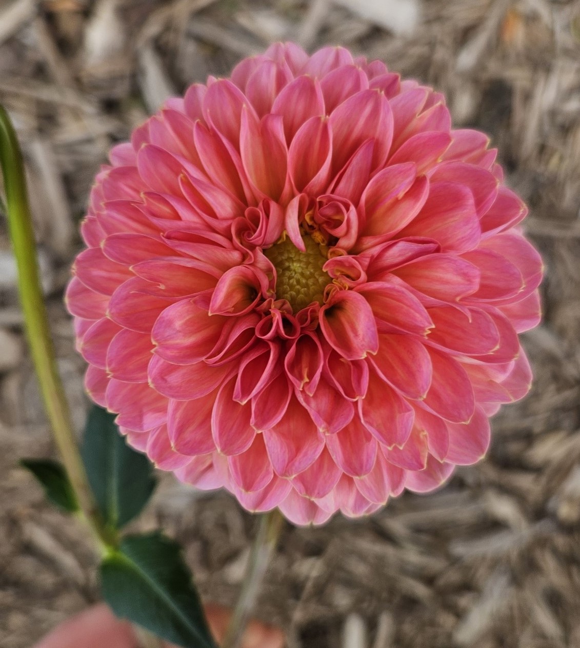Dahlia KA Keltie's Rose