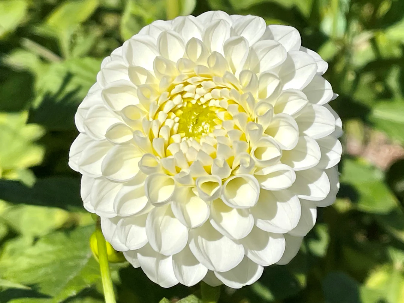 Dahlia
