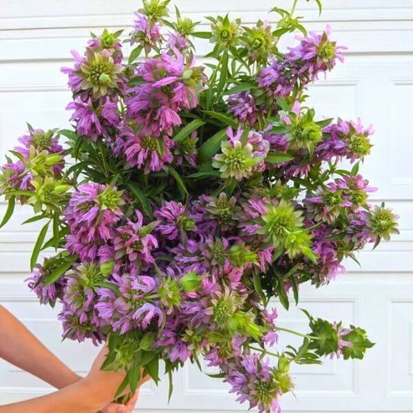 Monarda