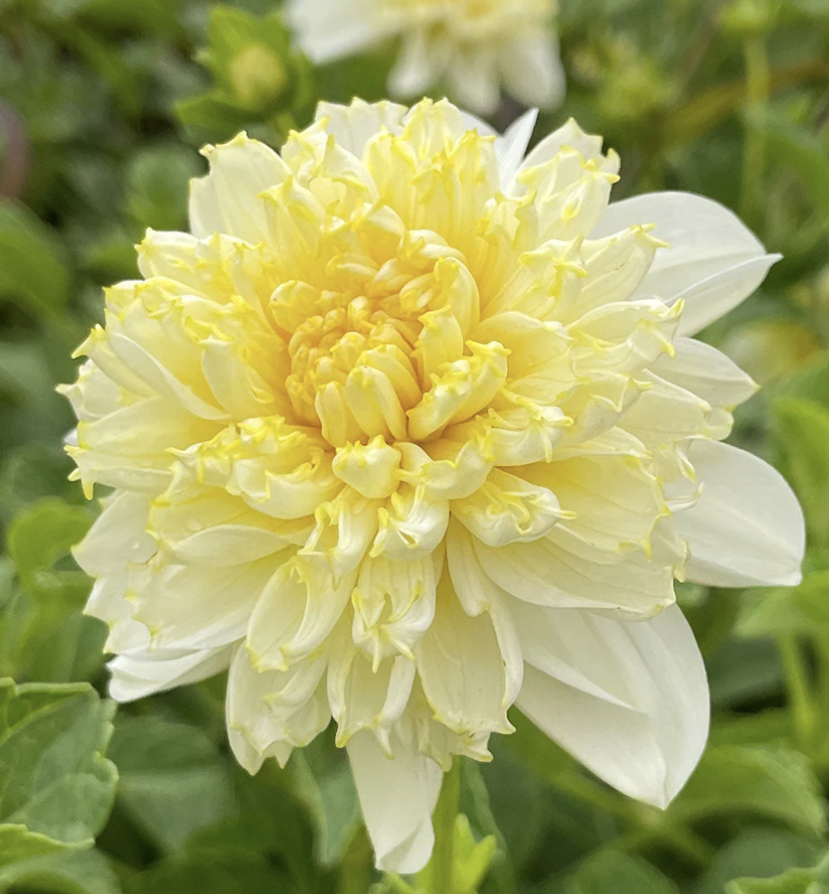 Dahlia