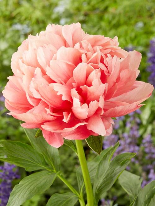 Peony Lorelei 