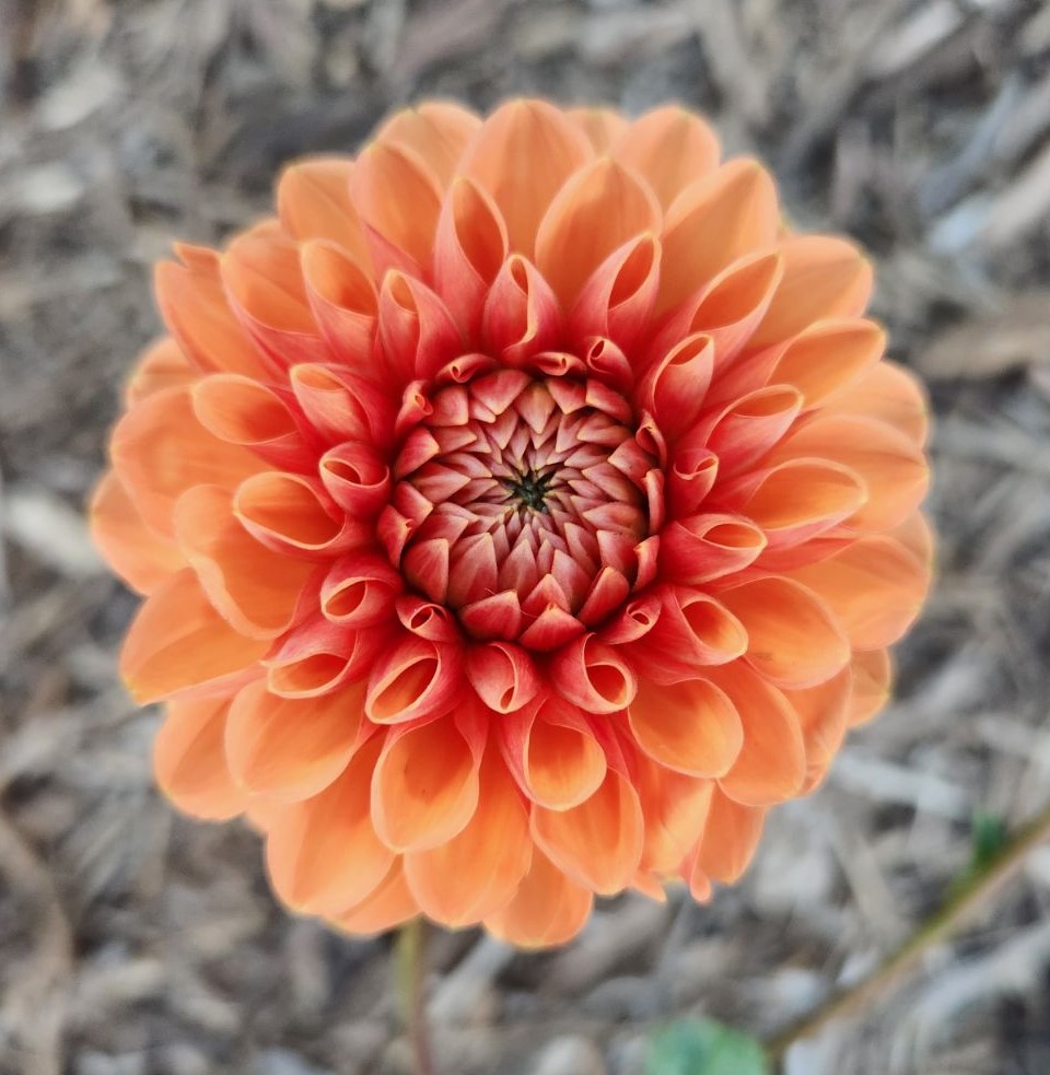 Dahlia Maarn