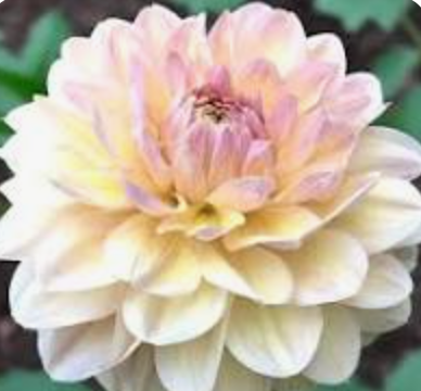 Dahlia