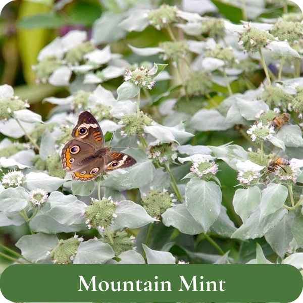 Mountain Mint 