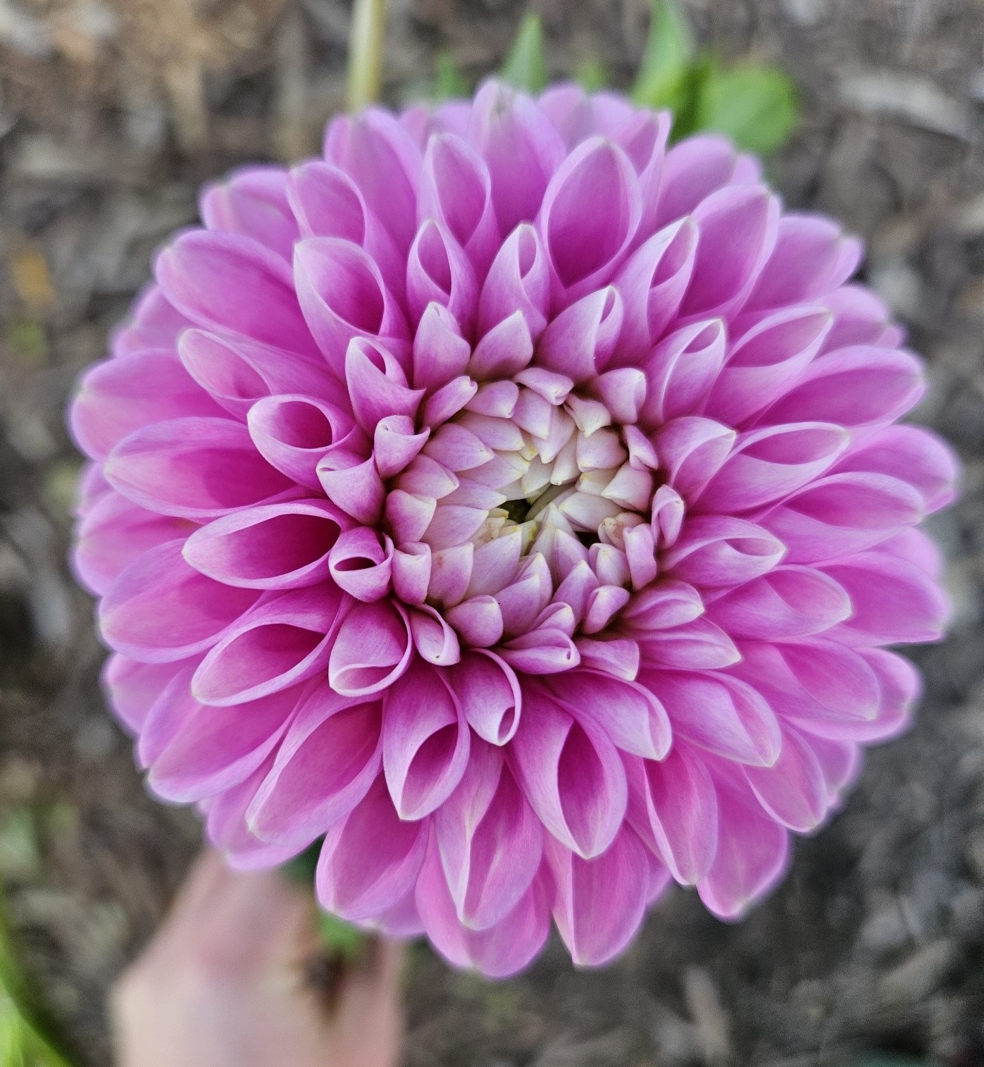 Dahlia Narrow's Pam