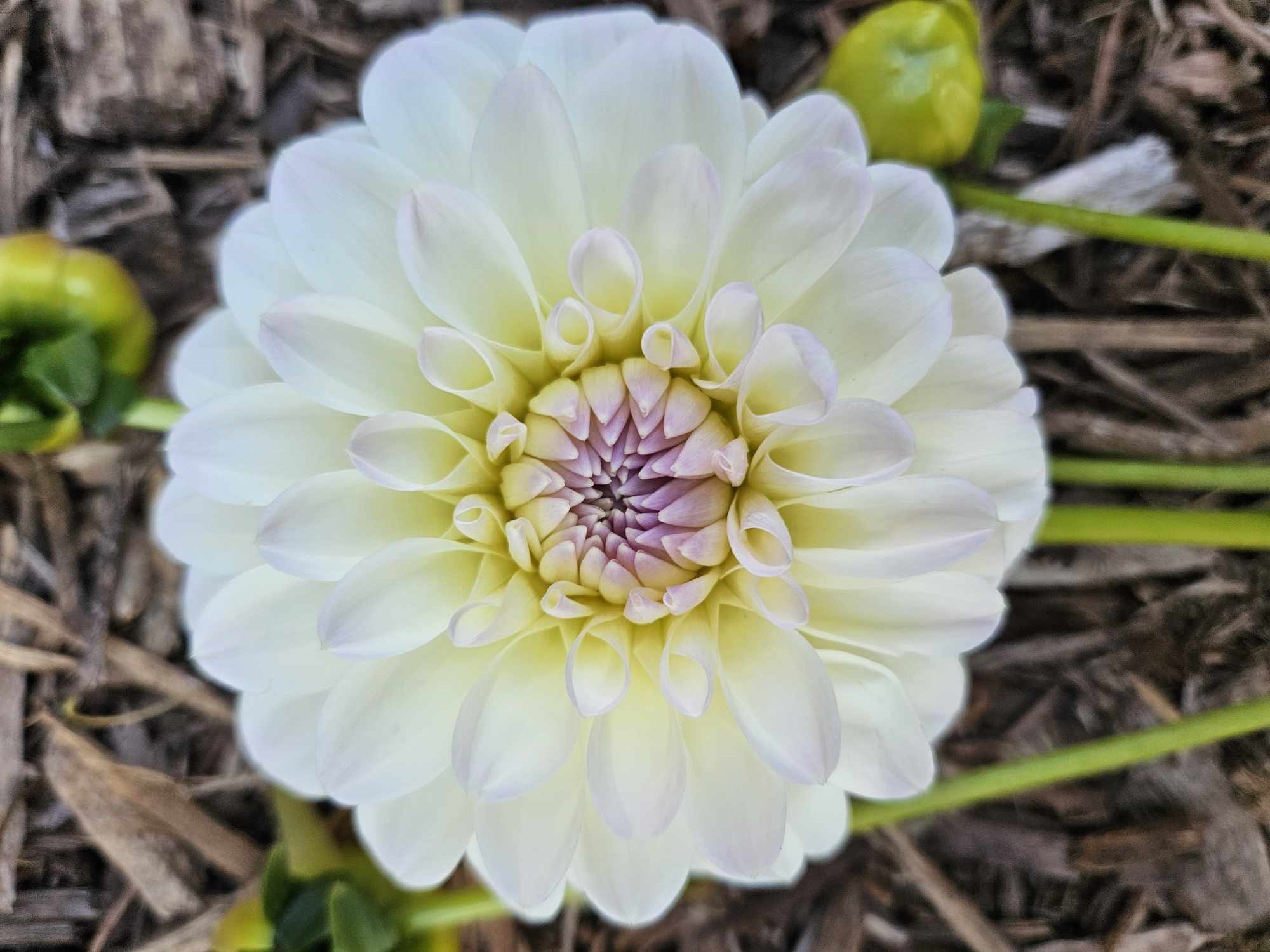 Dahlia Narrow's Ryder