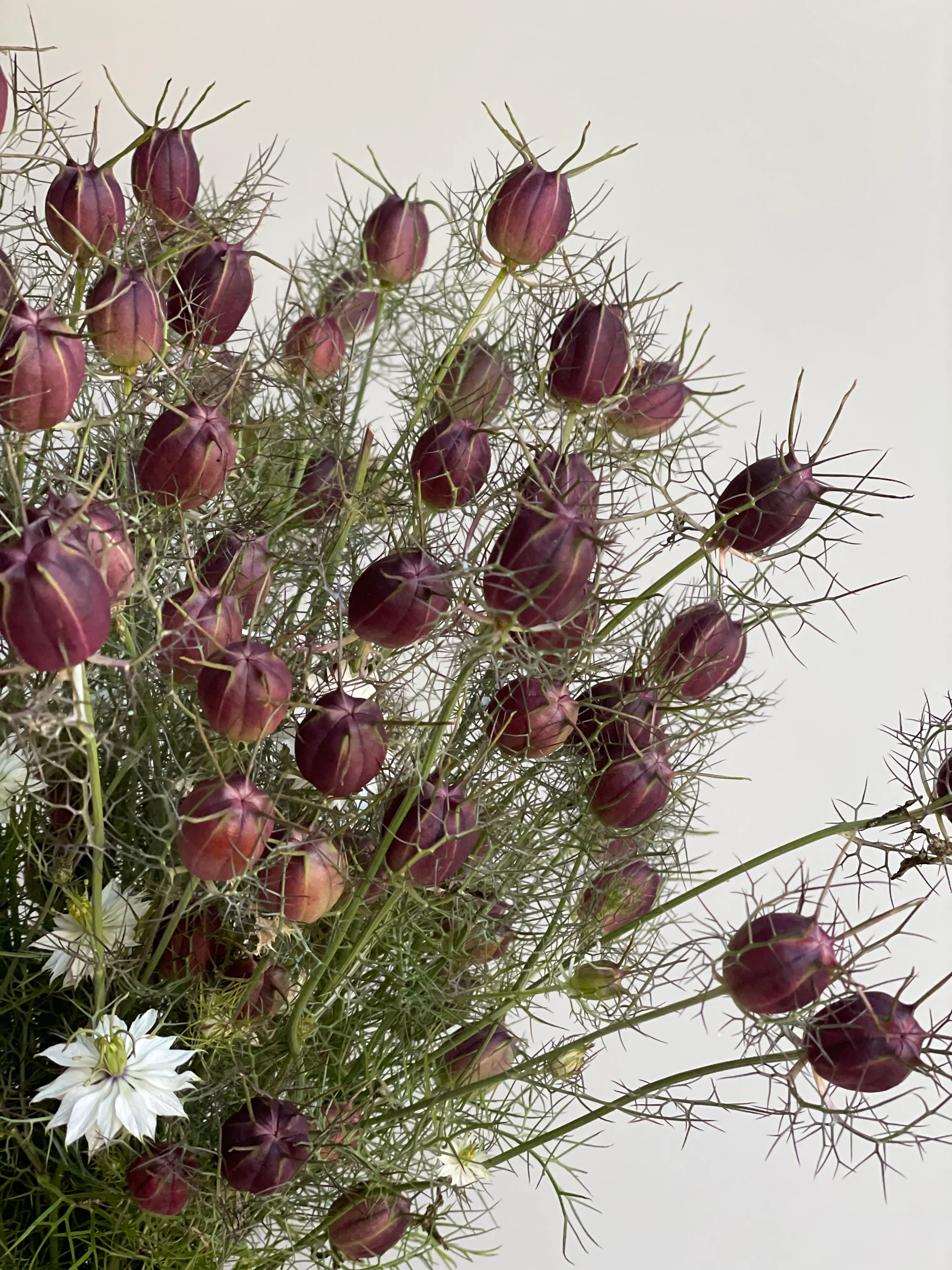 Nigella Pods