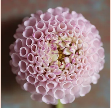 Dahlia