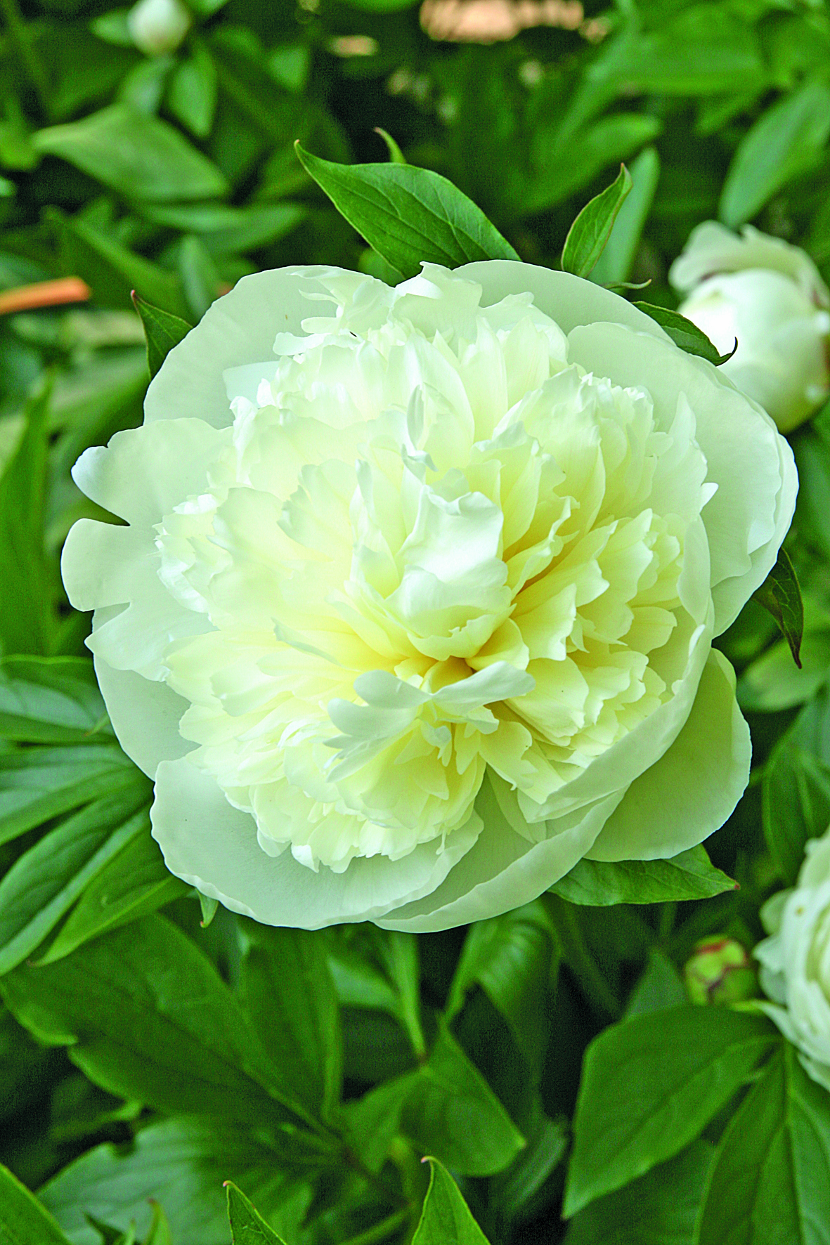 Peony Duchesse de Nemours 