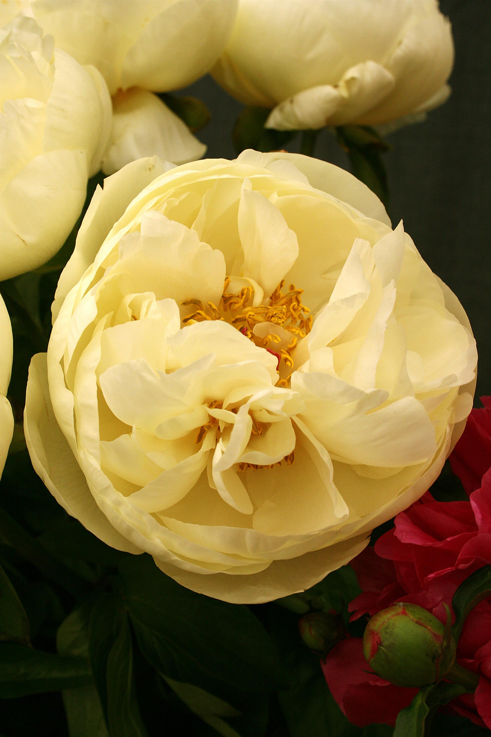 Peony Lemon Chiffon