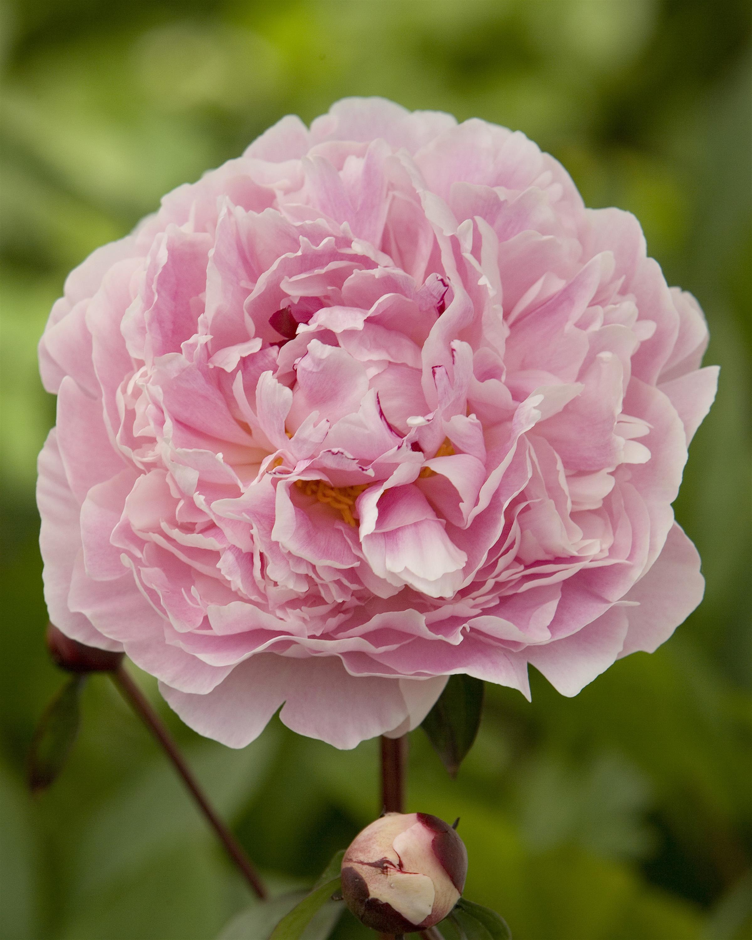 Peony Sarah Bernhardt 