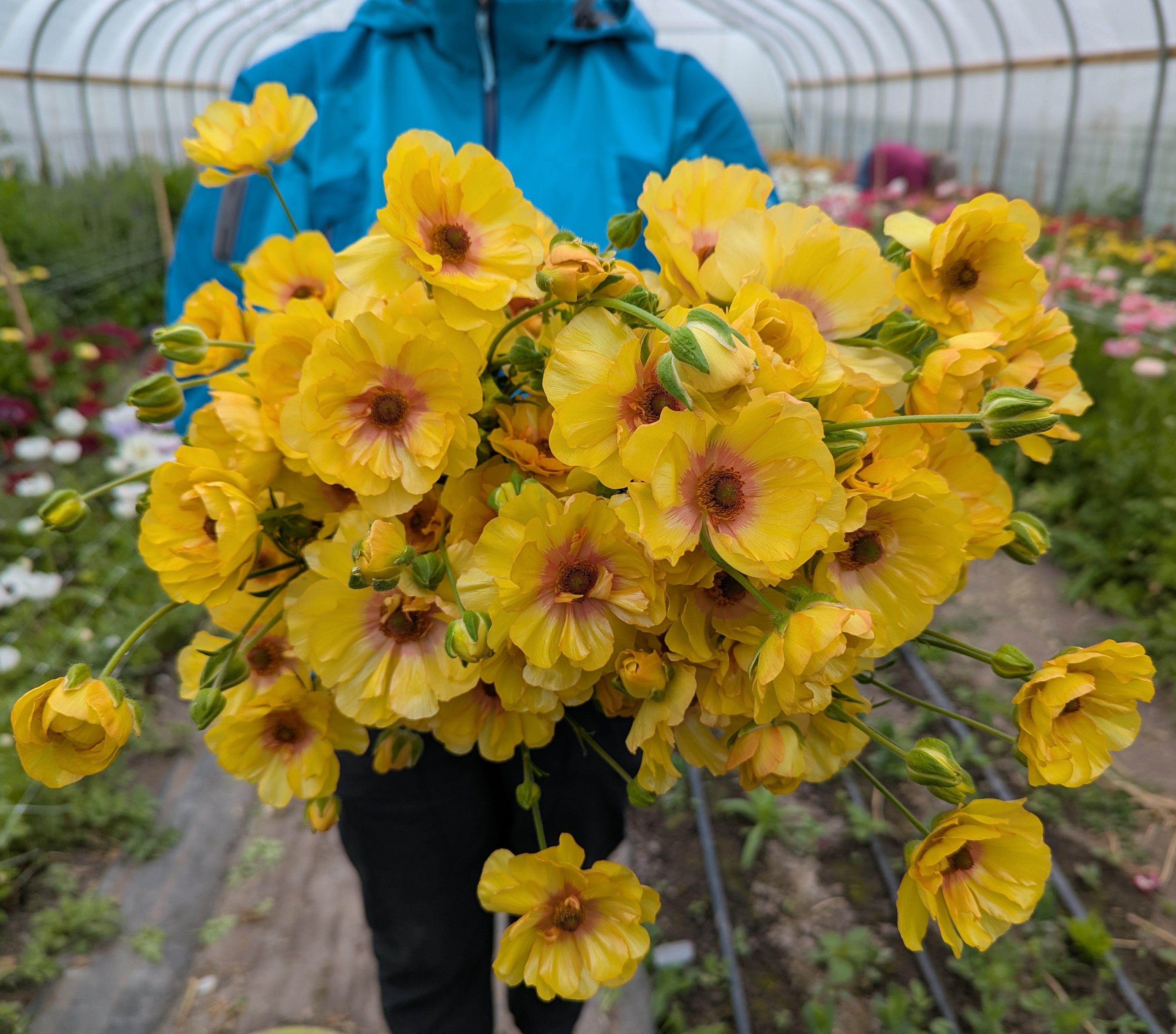 Ranunculus