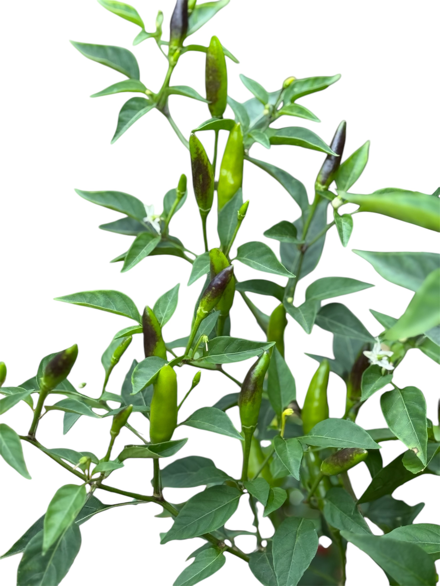 Chilli Stem/branch