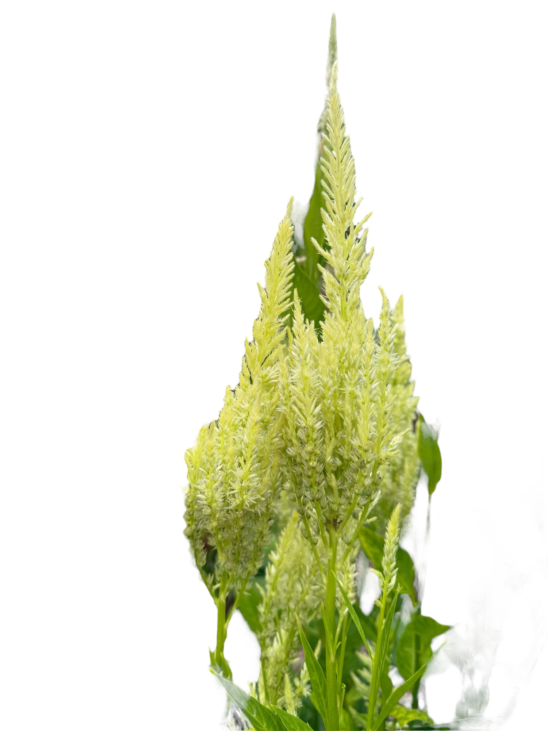 Celosia