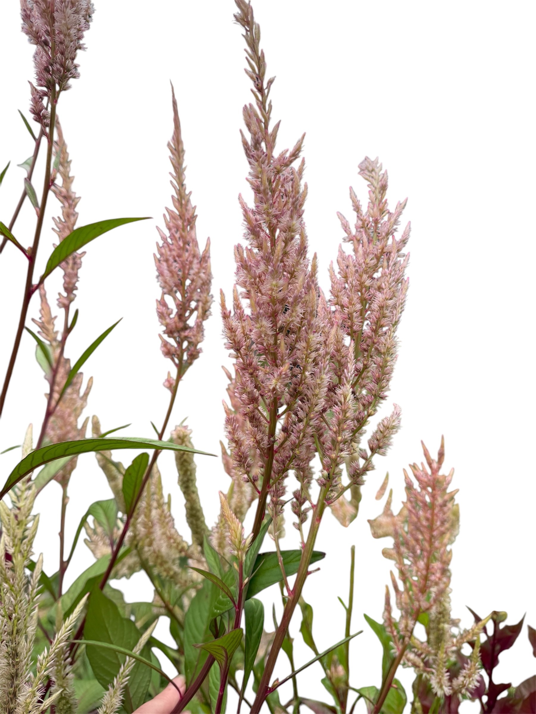 Celosia