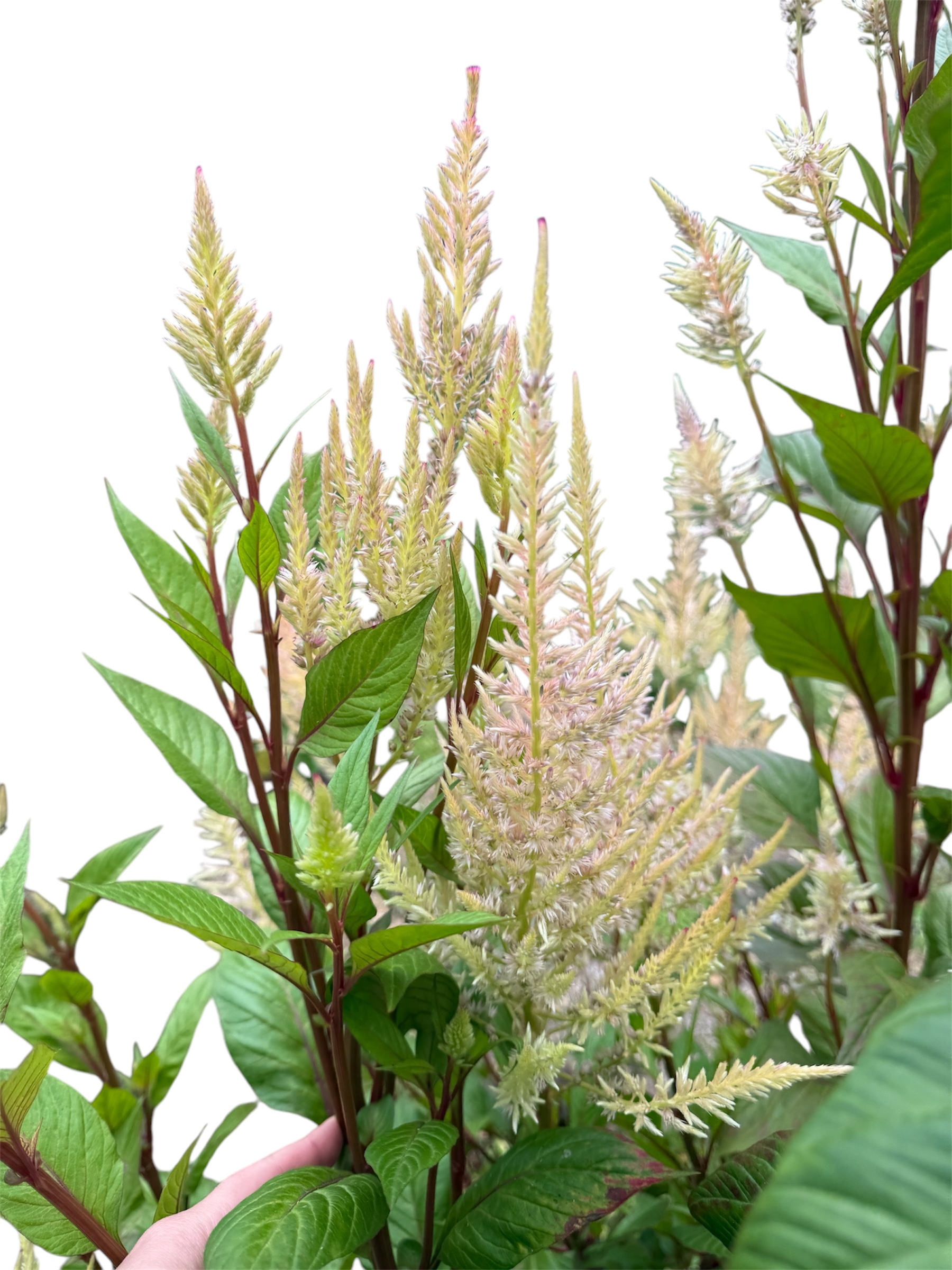 Celosia