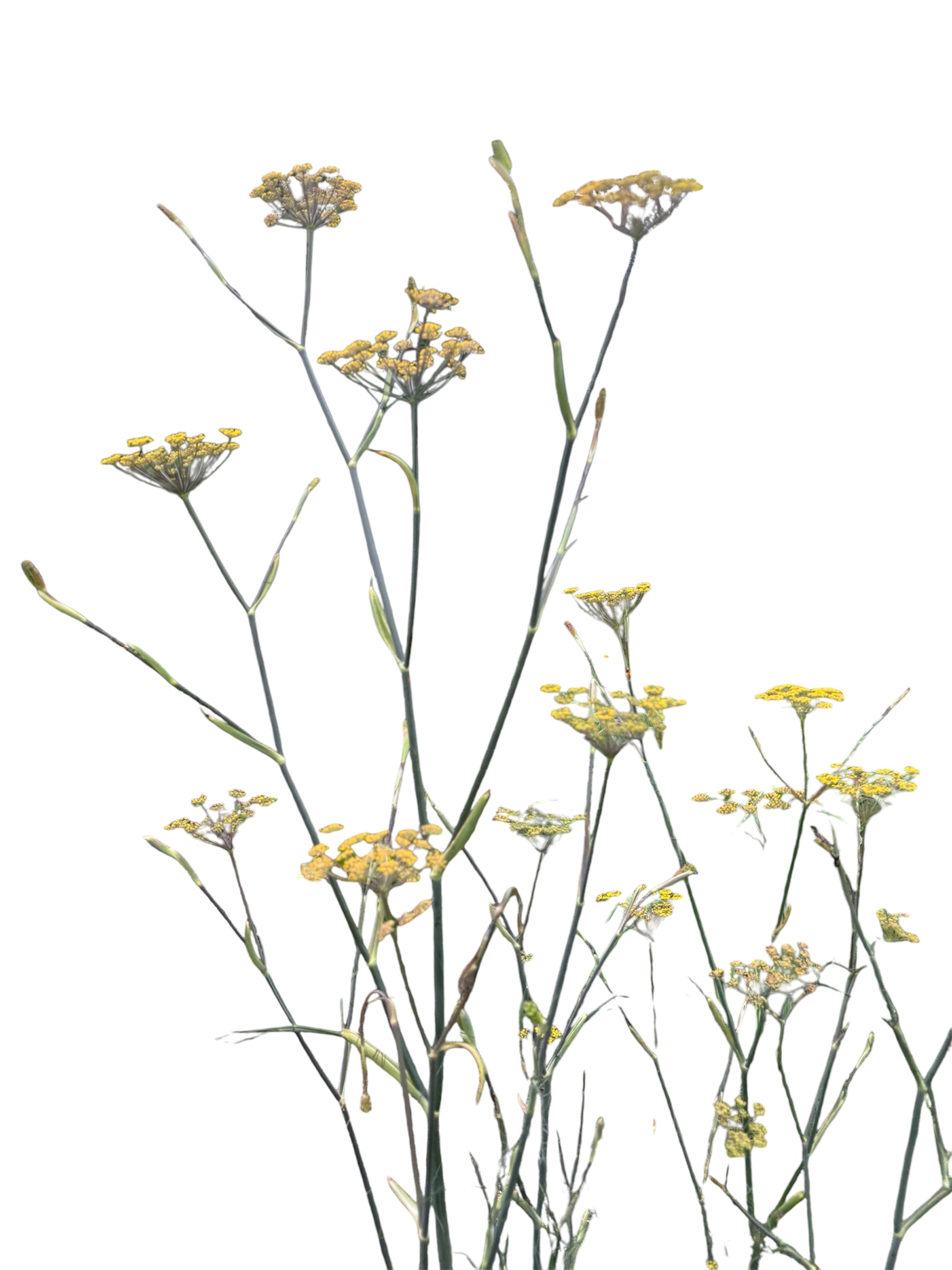 Fennel flower