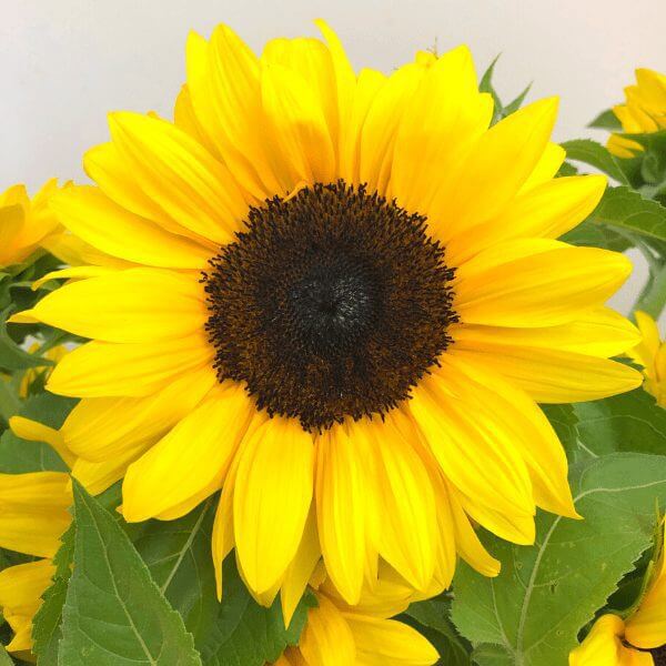 Sun Flower